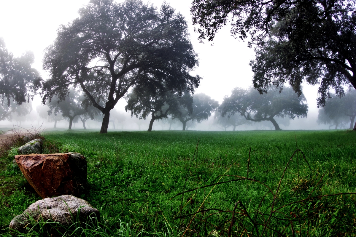 Niebla en la dehesa II