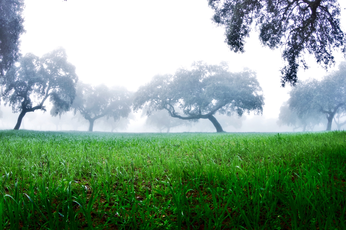 Niebla en la dehesa III