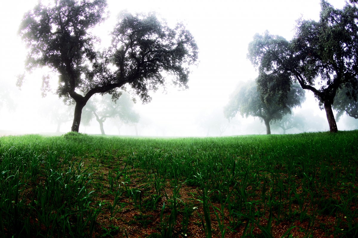 Niebla en la dehesa V