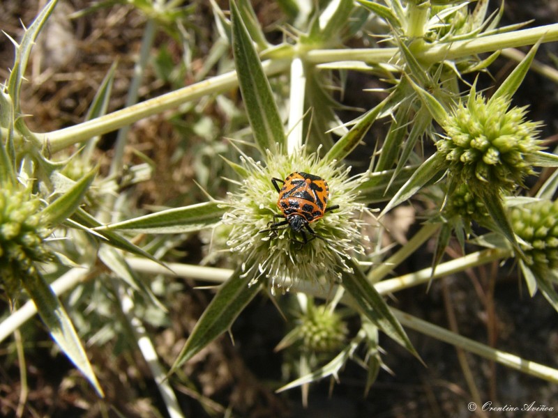 Naranja sobre cardo