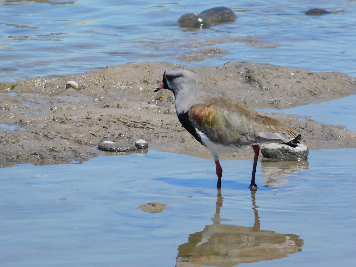 Otra variedad de aves del lugar