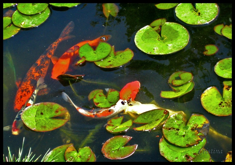 Los peces rojos