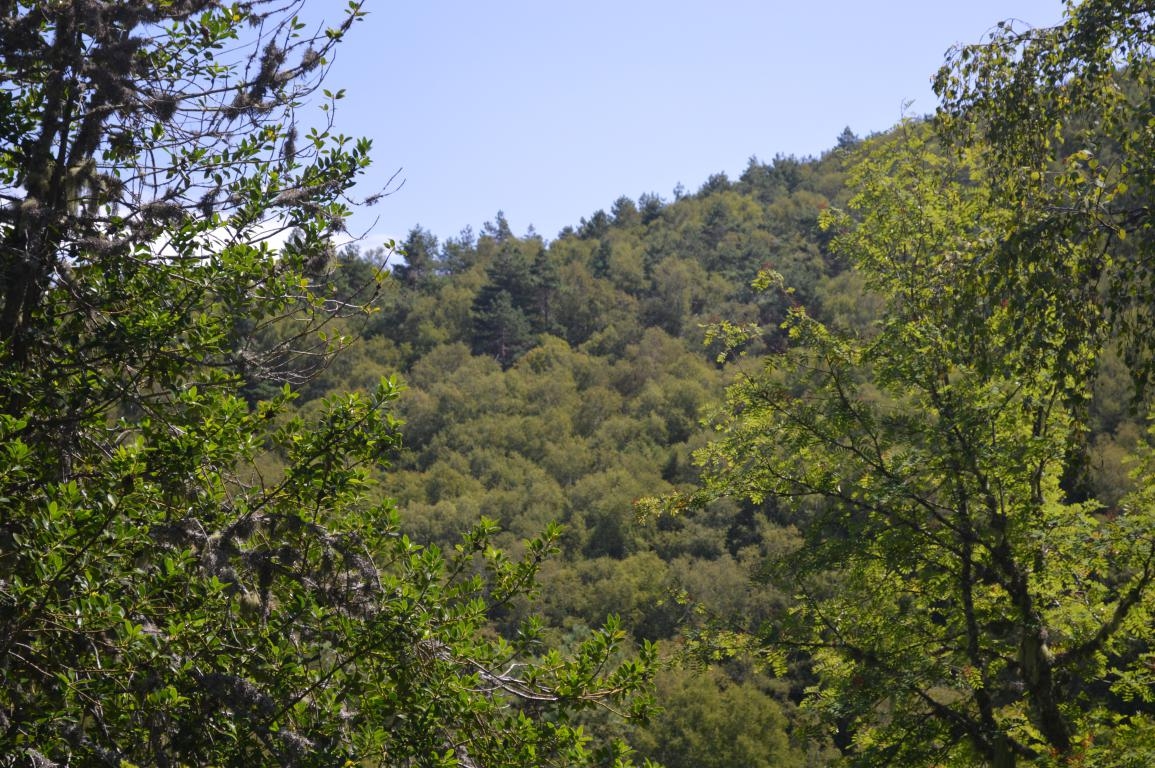 Bidueiral de Gabn. Montederramo. Ribeira Sacra. Rede Natura 2000 fcmv