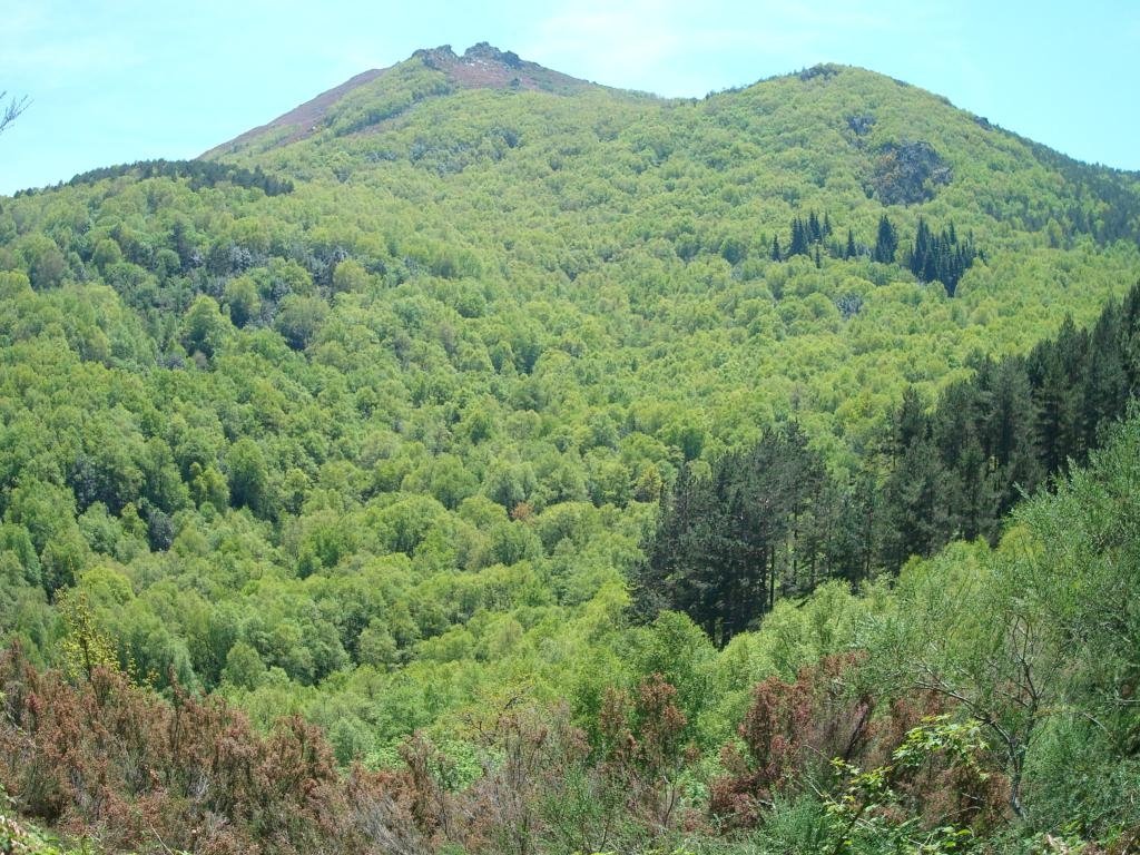 Bidueiral de Gabn. Montederramo. Ribeira Sacra. Rede Natura 2000 fcmv