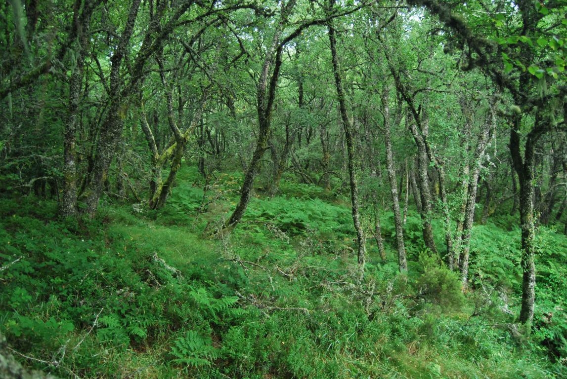 Bidueiral de Gabn. Montederramo. Ribeira Sacra. Rede Natura 2000 fcmv