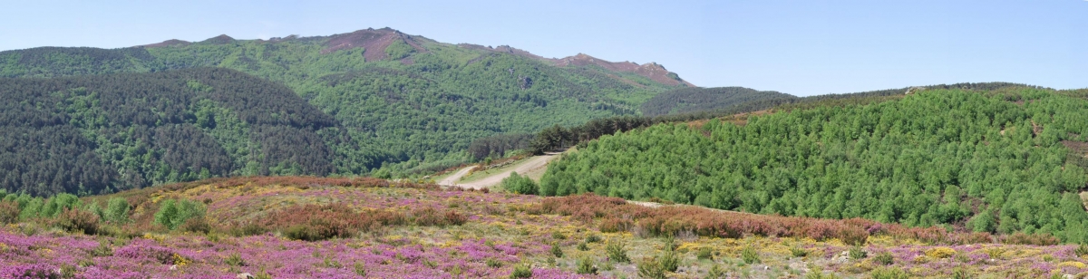 Bidueiral de Gabn. Montederramo. Ribeira Sacra. Rede Natura 2000 fcmv