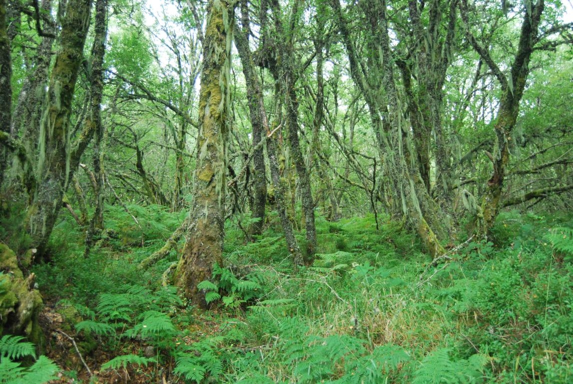 Bidueiral de Gabn. Montederramo. Ribeira Sacra. Rede Natura 2000 fcmv