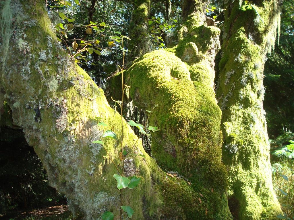 Bidueiral de Gabn. Montederramo. Ribeira Sacra. Rede Natura 2000 fcmv