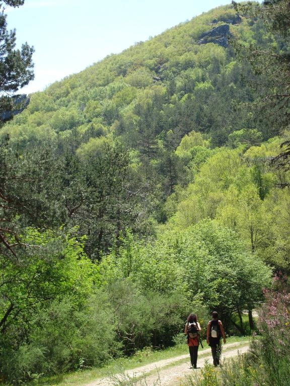 Bidueiral de Gabn. Montederramo. Ribeira Sacra. Rede Natura 2000 fcmv