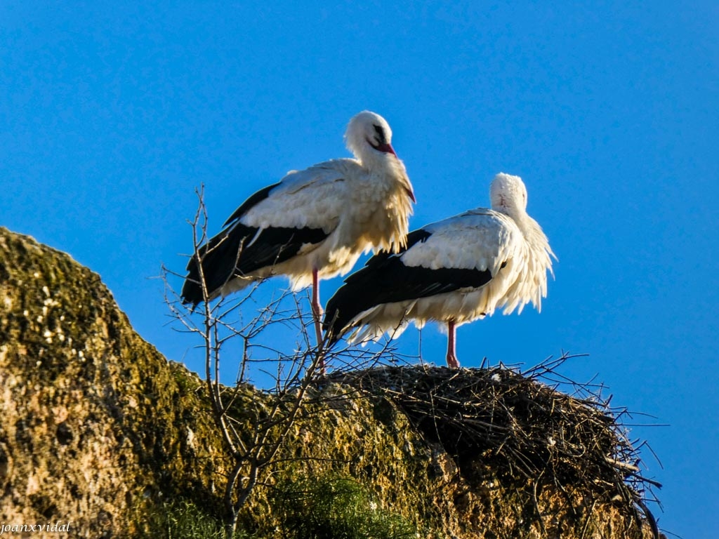 PAREJA DE CIGEAS