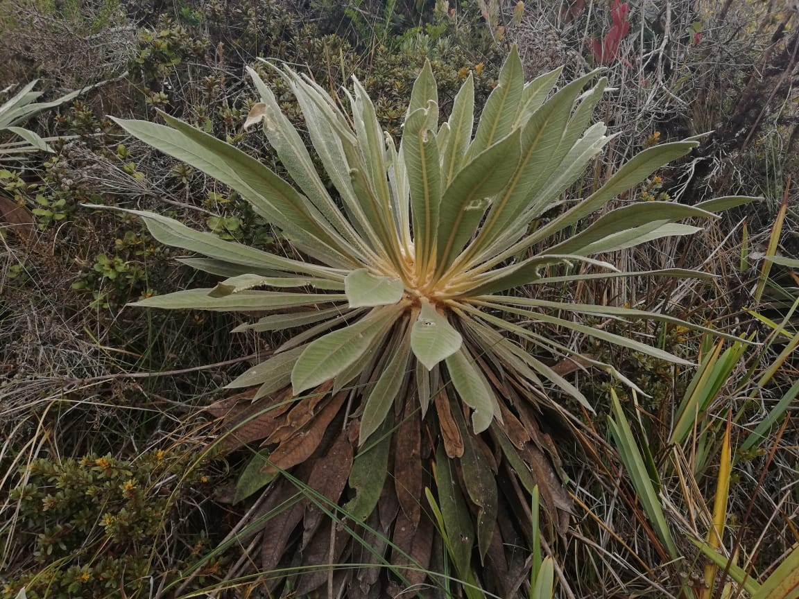 Frailejon