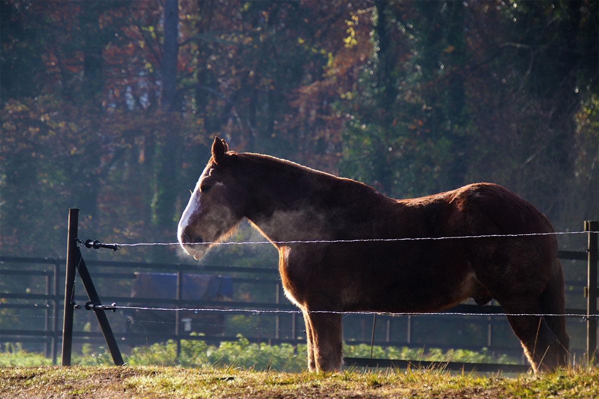 Caballo Fageda Jord