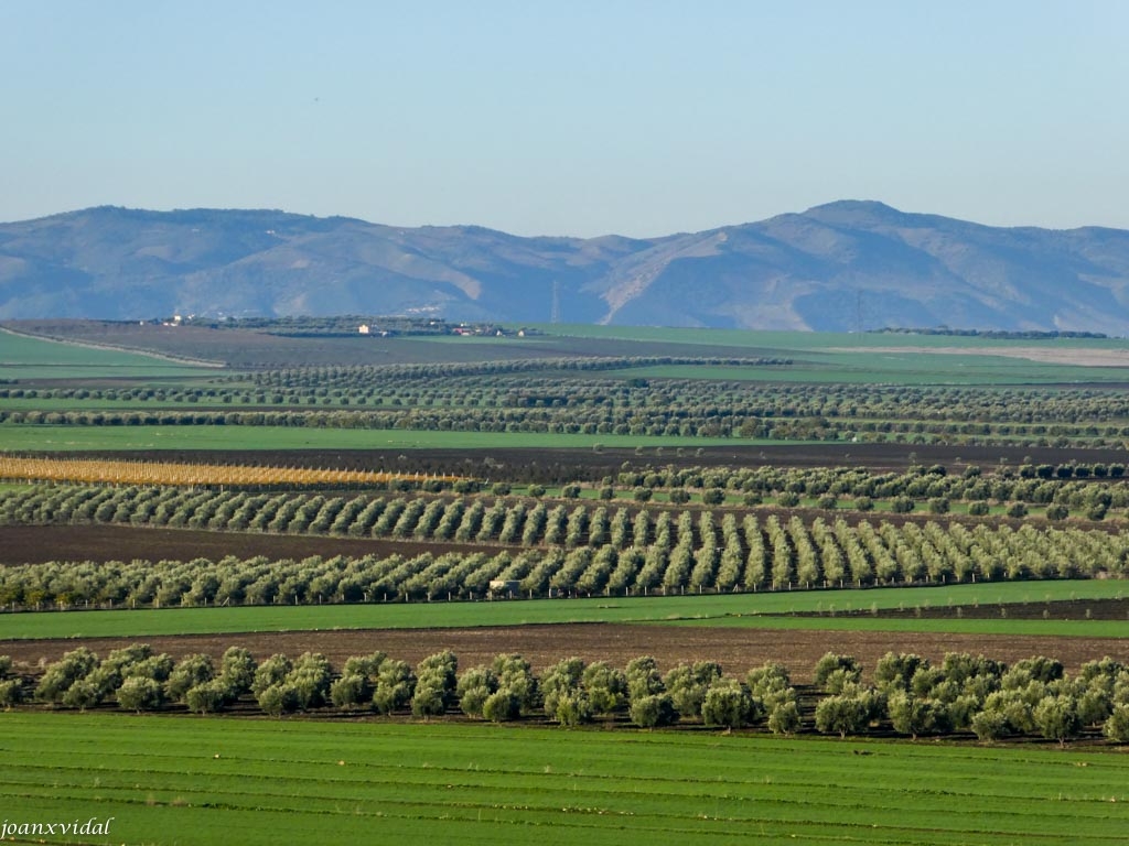 CAMPOS DE OLIVOS