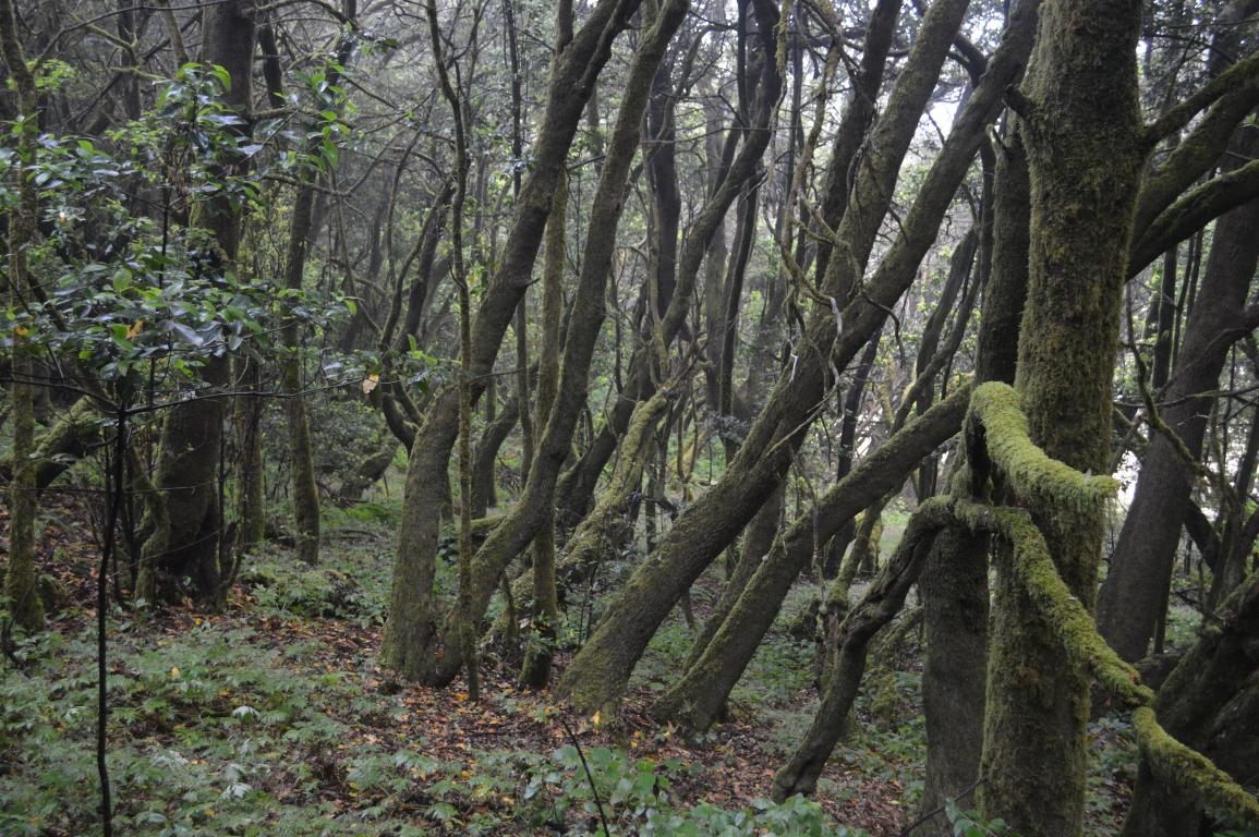 Garajonay. La Gomera. Islas Canarias fcmv