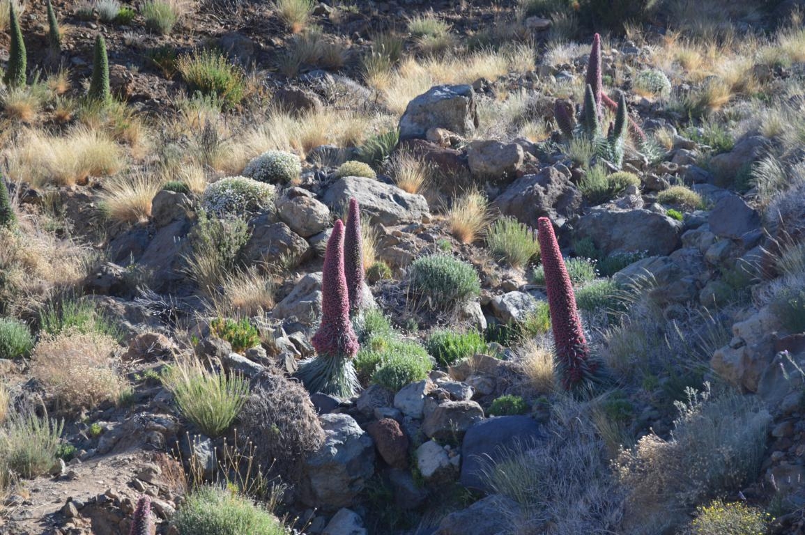 Tijinastes. Tenerife. Islas Canarias fcmv
