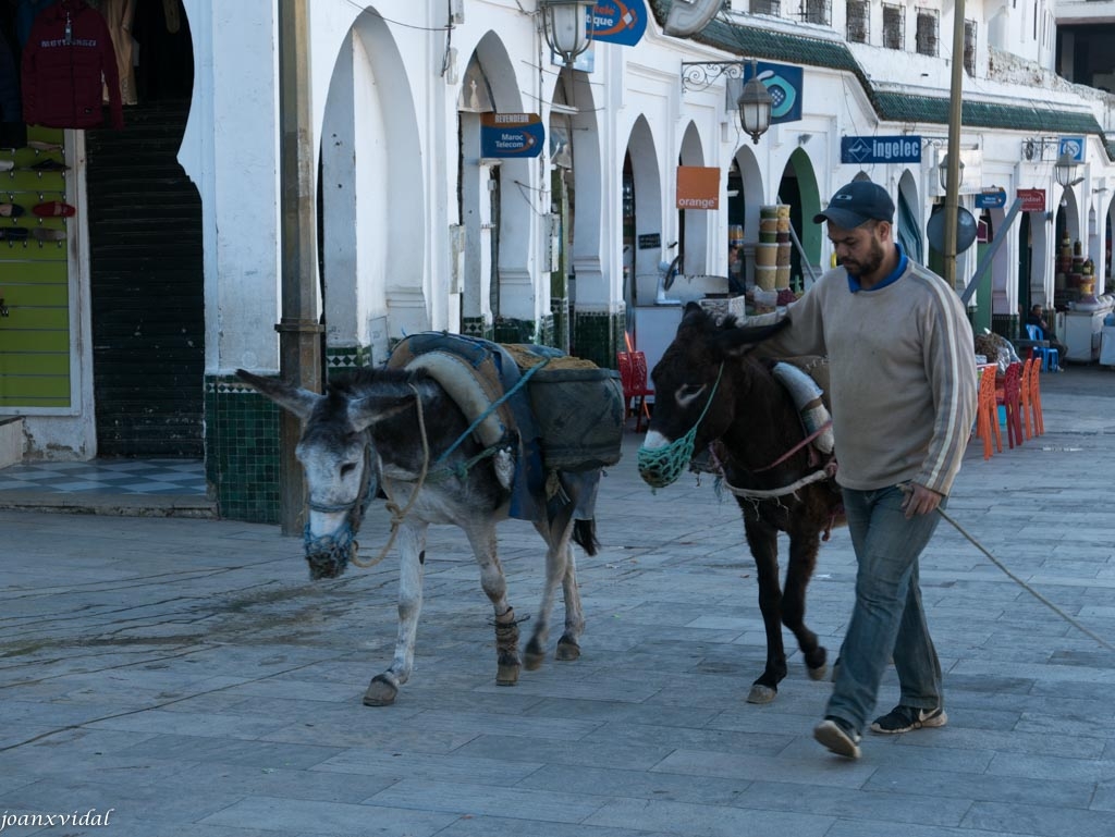 TRANSPORTE URBANO