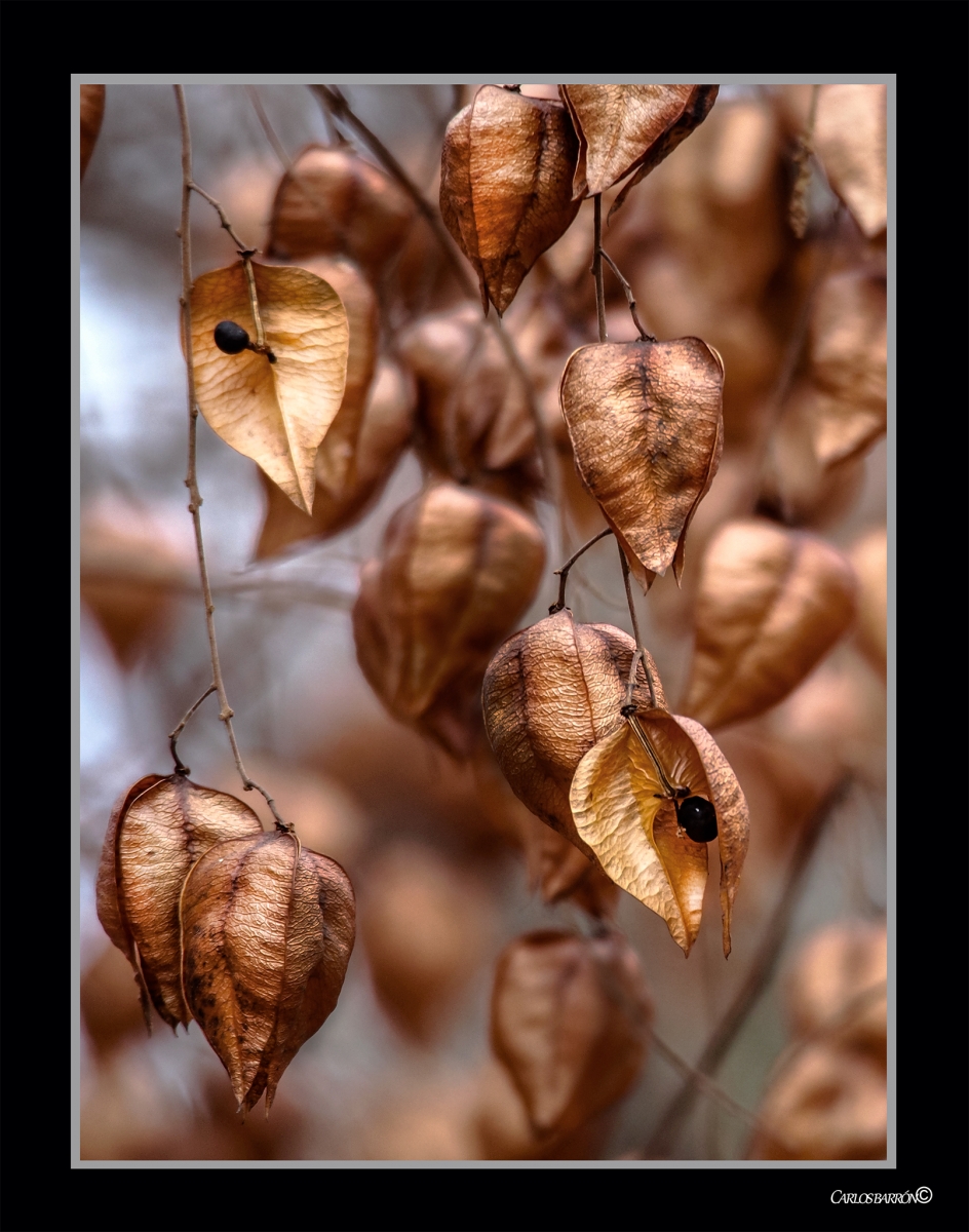 NATURALEZA FECUNDA