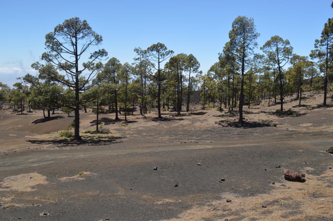 PN del Teide. Tenerife. Islas Canarias