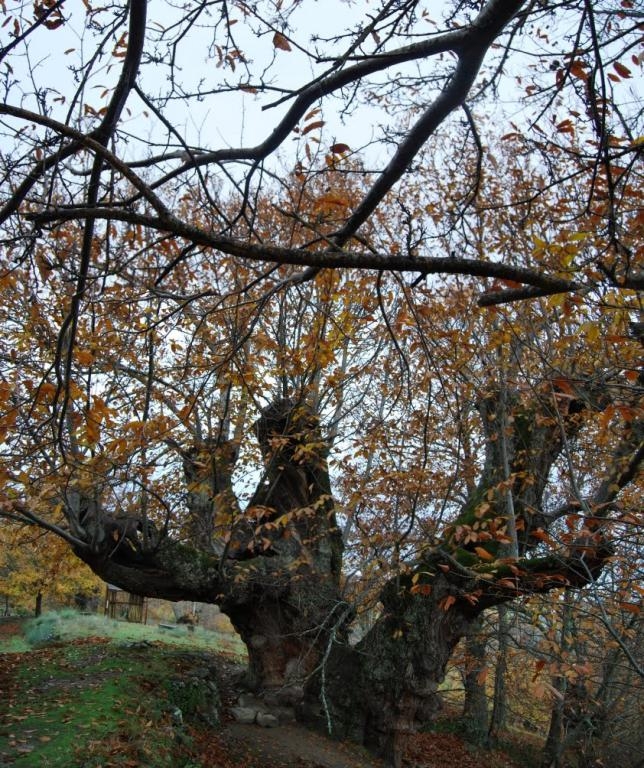 Castieiro de Pumbairios. Manzaneda. Macizo Central ourensn. Ourense fcmv