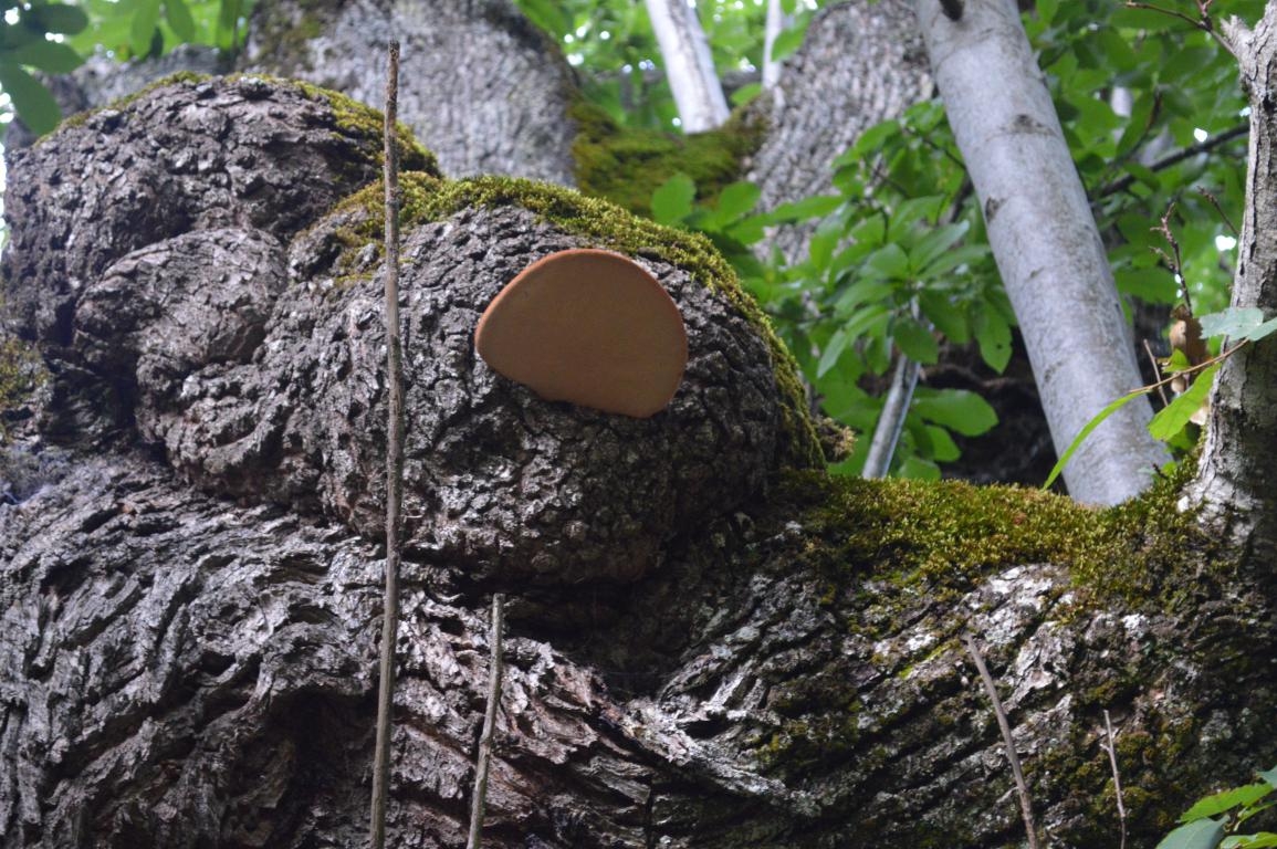 Castieiro de Pumbairios