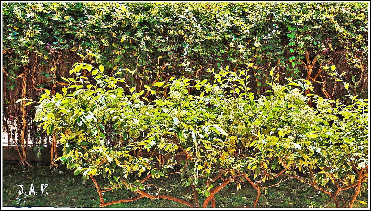 El reino vegetal. 1