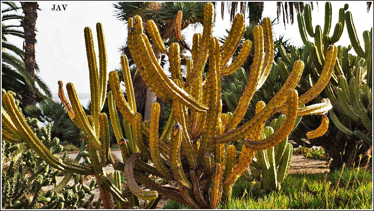 Jardins del Mosn Costa  Llobera, 44