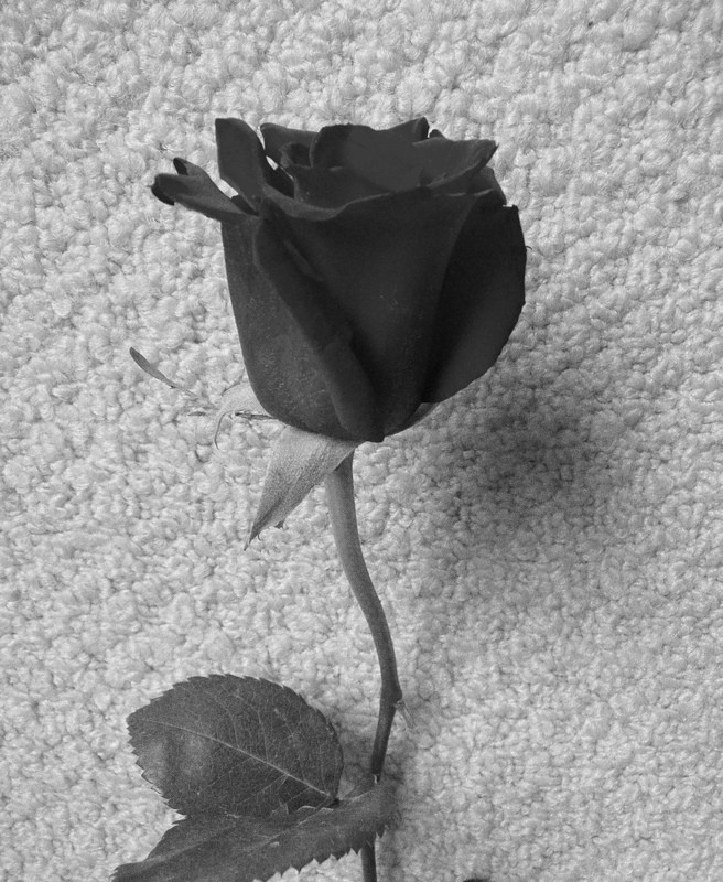 ROSA EN NEGRO