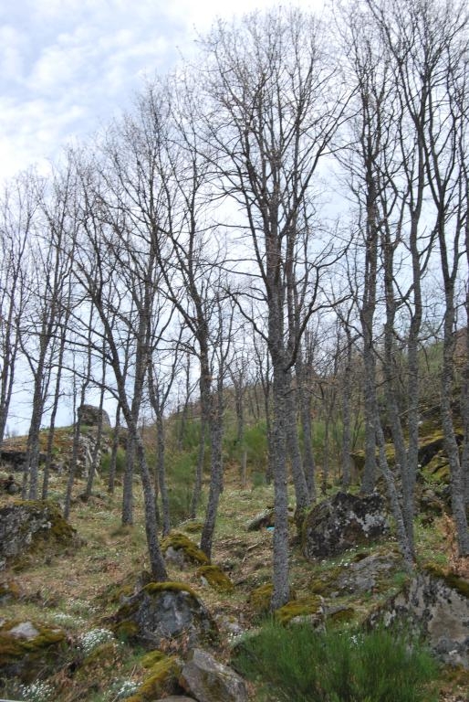 Carballos. Sanabria. Zamora