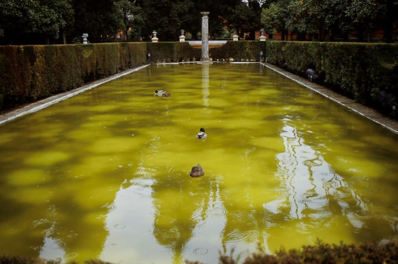 Fuente teida por hongos