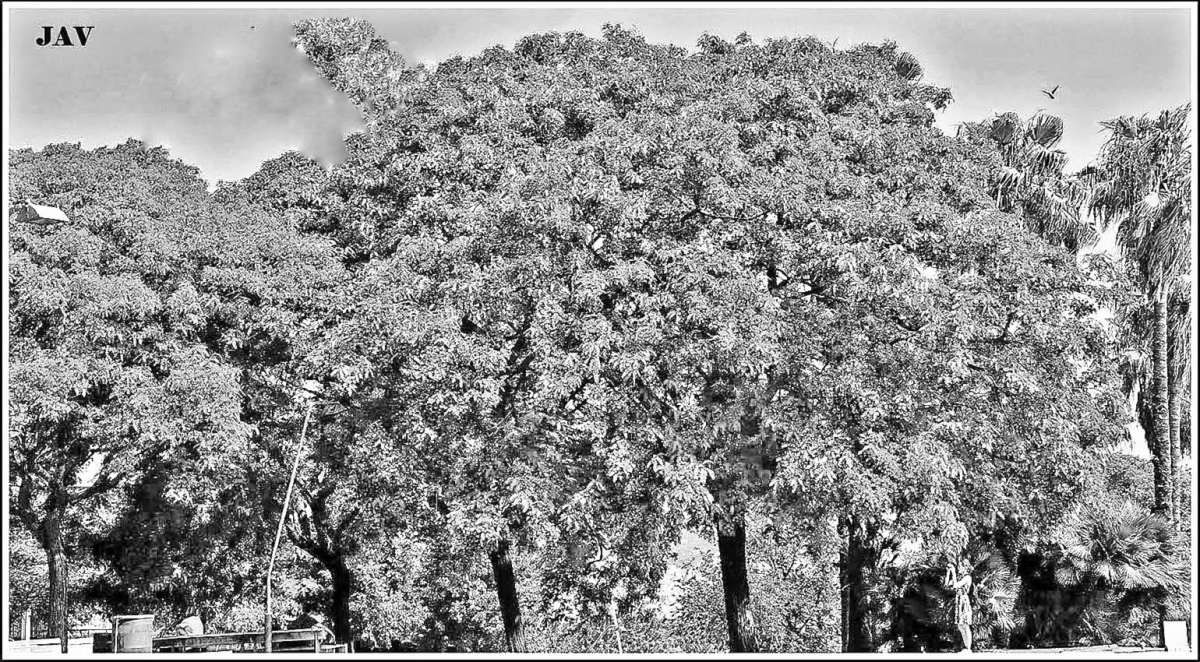 Fotografiando la espesura.