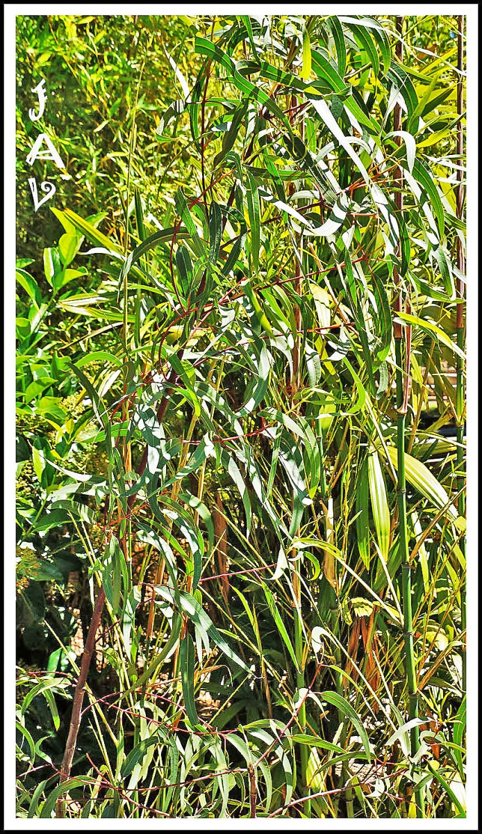 El Reino Vegetal. 13