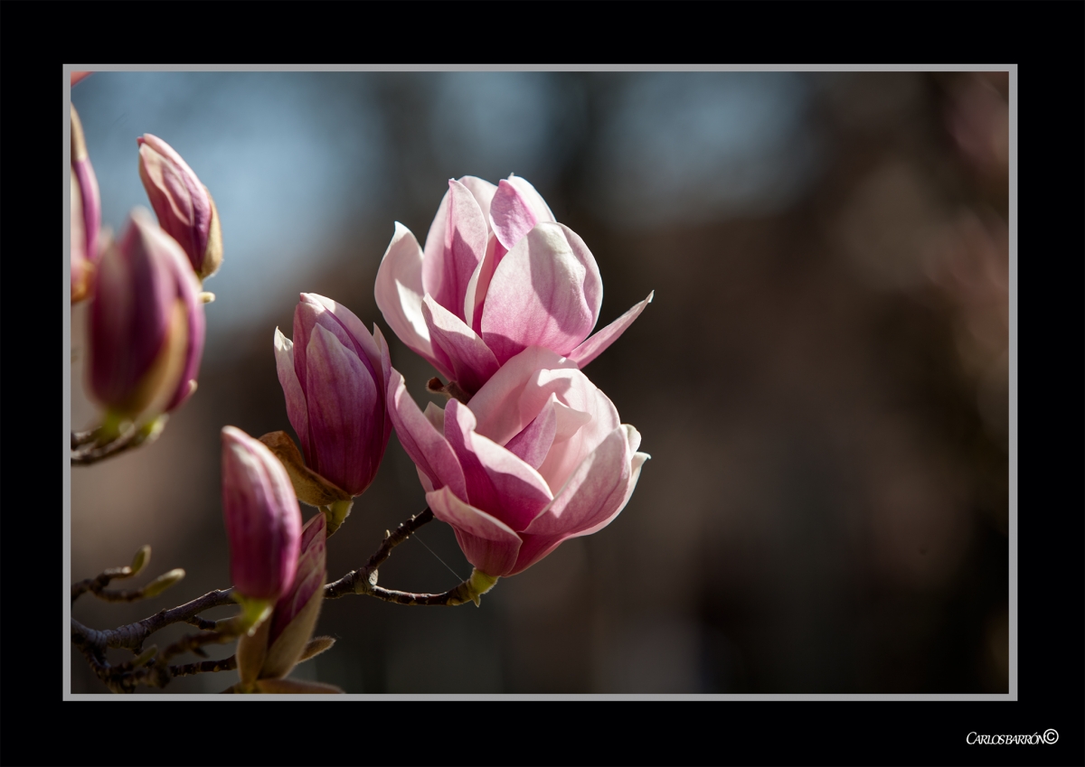 A QUIN ENGAA LA MAGNOLIA  CON SU FRAGANCIA DE LIMONES?