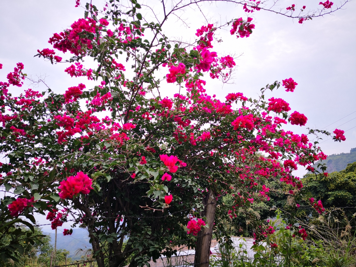 Rojo silencio 