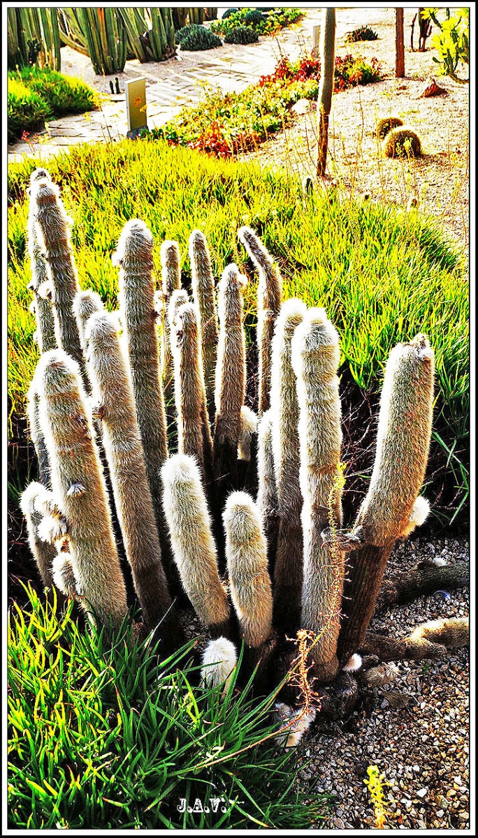 Jardins del Mosn Costa i LLobera.