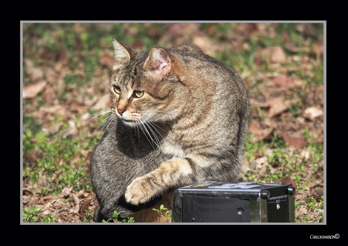 EL GATO DE MI CALLE, SIEMPRE ALERTA