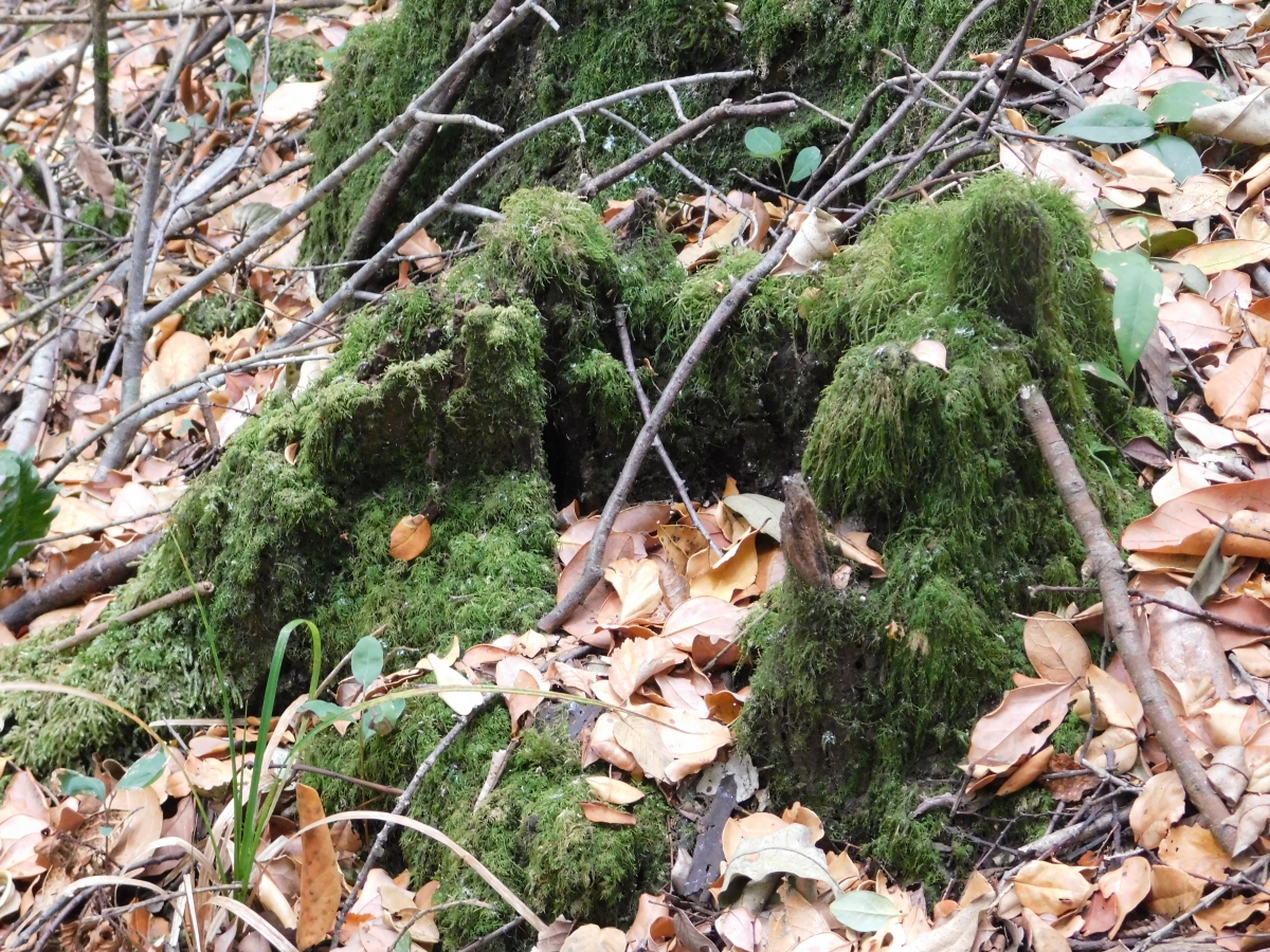 La naturaleza y sus cosas extraas