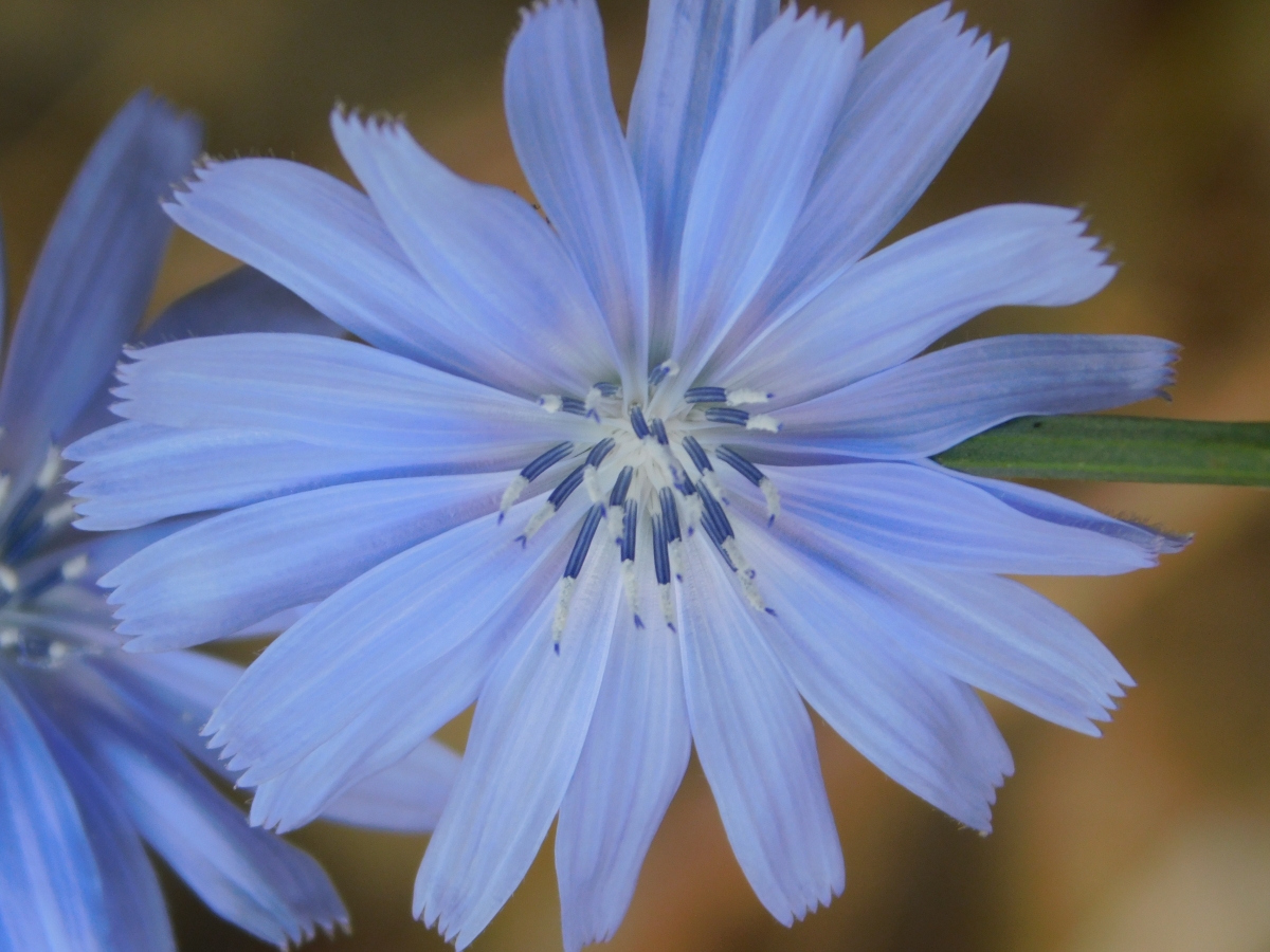 Una belleza natural