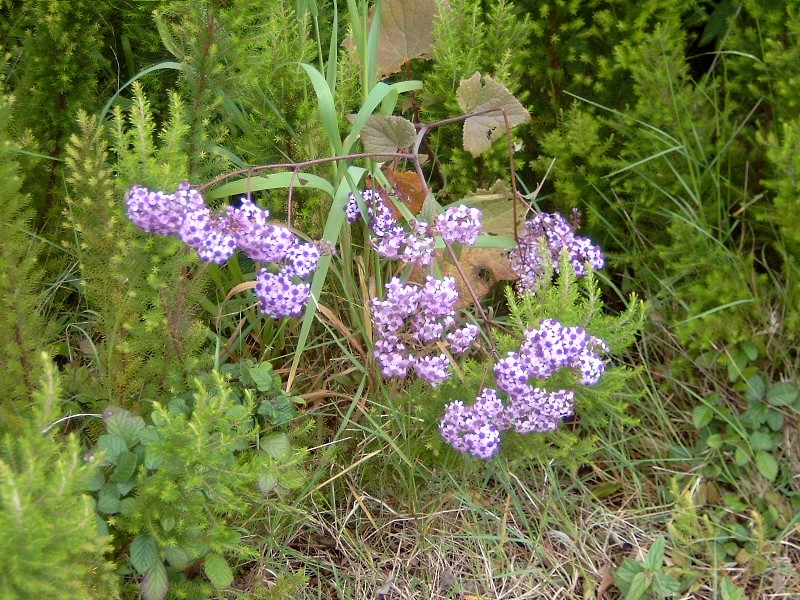 Una flor muy comun