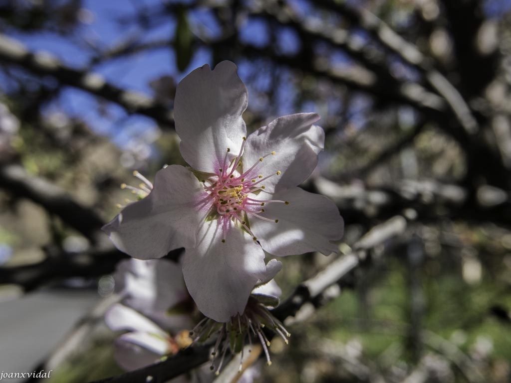 ALMENDROS EN FLOR