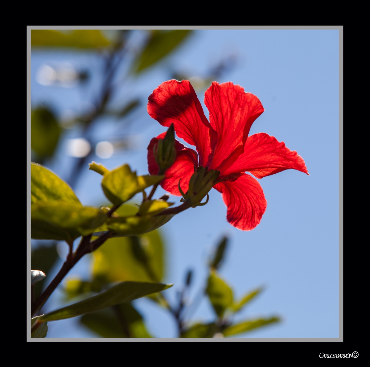 A LA SOMBRA DEL HIBISCO