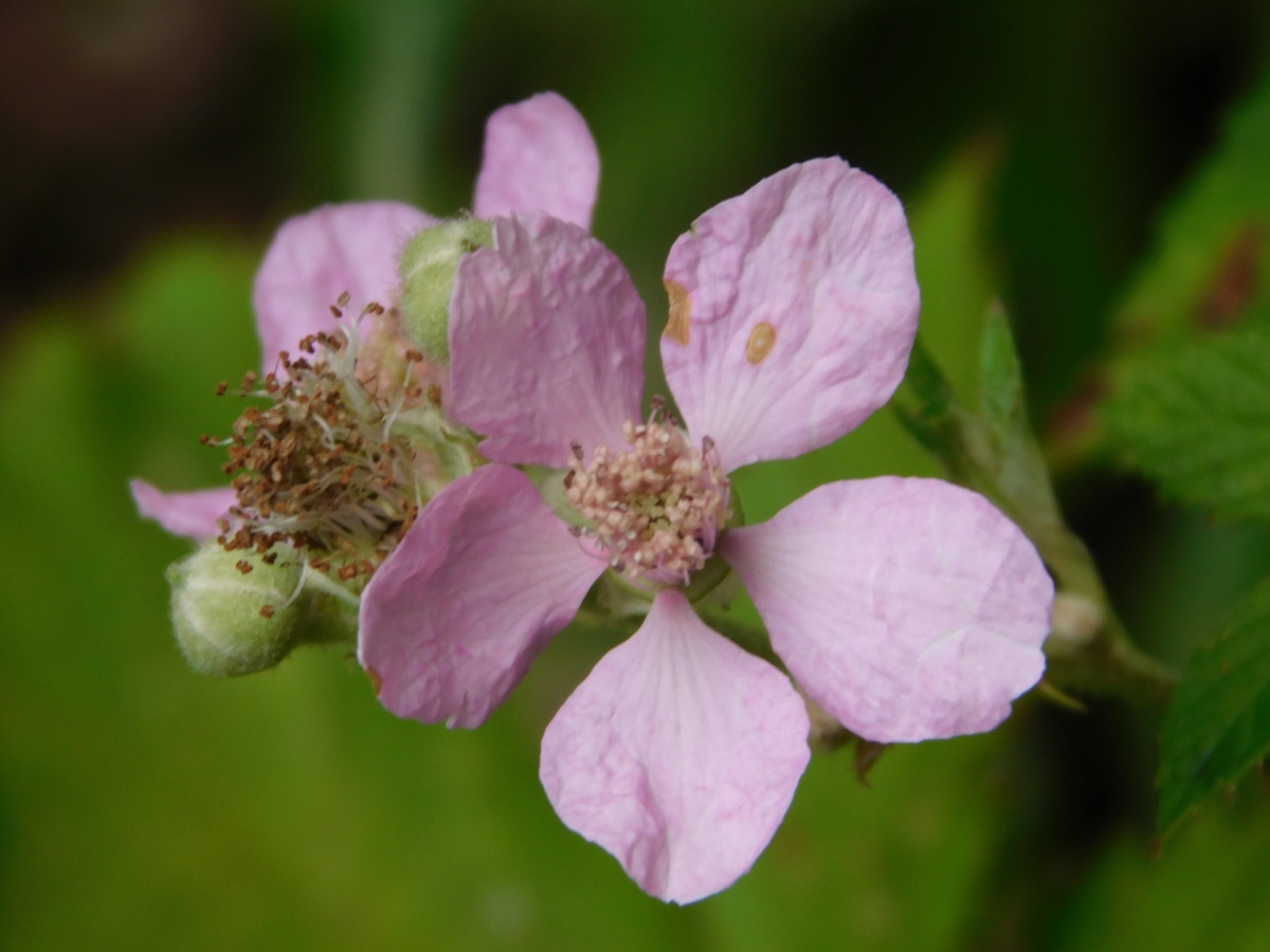 Una pequea flor en el camino