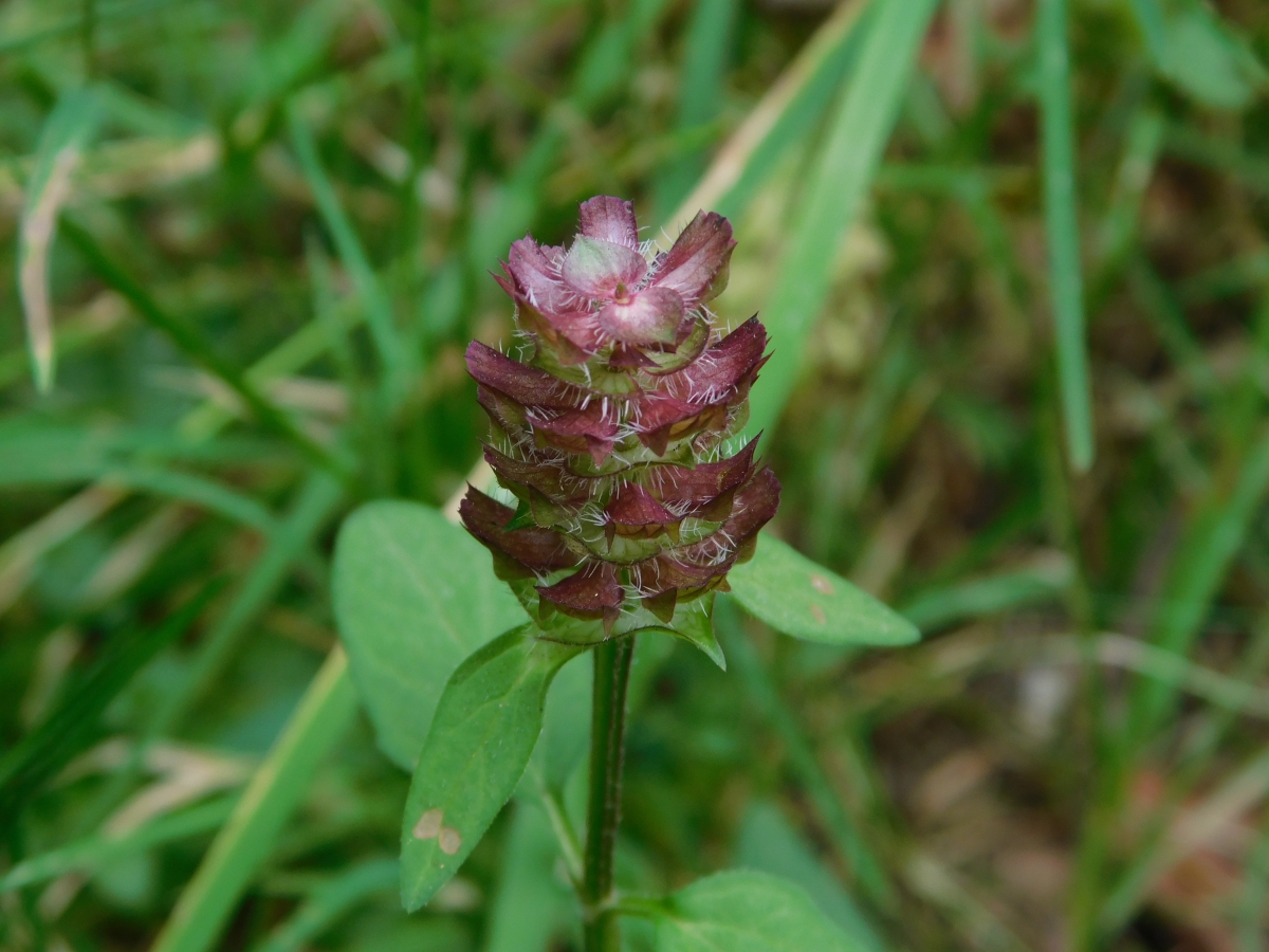 Un botn de flor para disfrutarlo