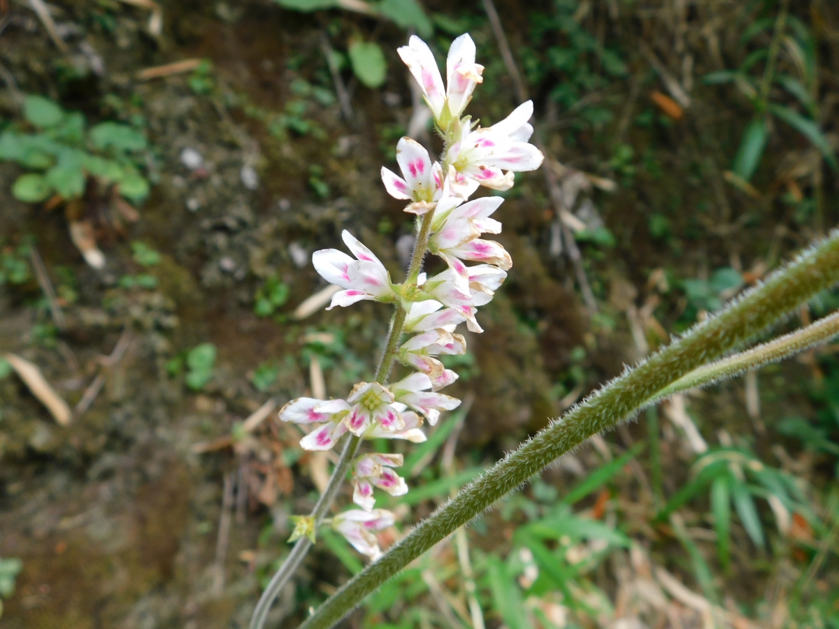 Al caminar siempre la naturaleza te sorprende con cosas hermosas