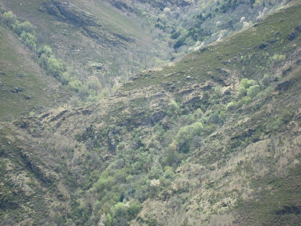 Teixedal de Casaio. Sobradelo de Valdeorras. ZEPA Pena Trevinca