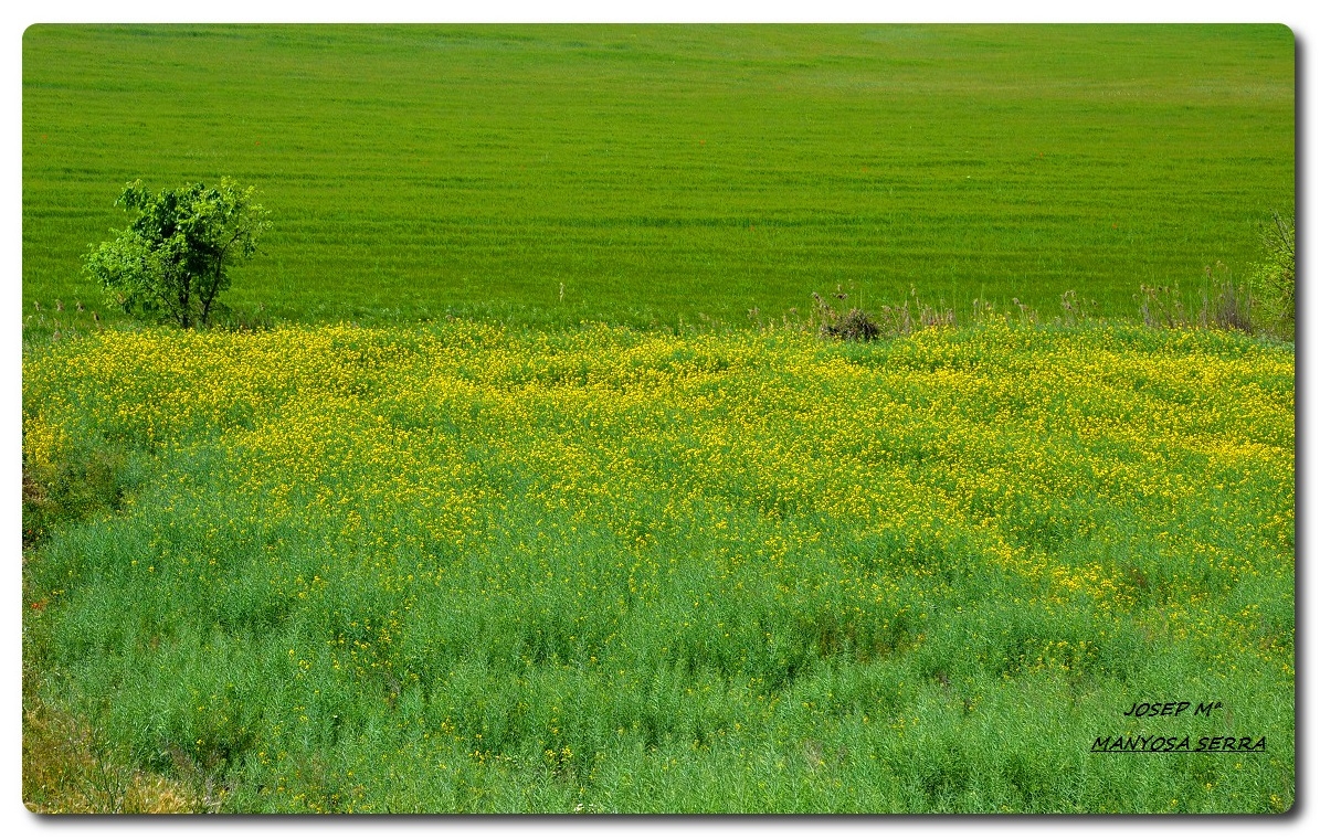 La segarra III (Lleida)