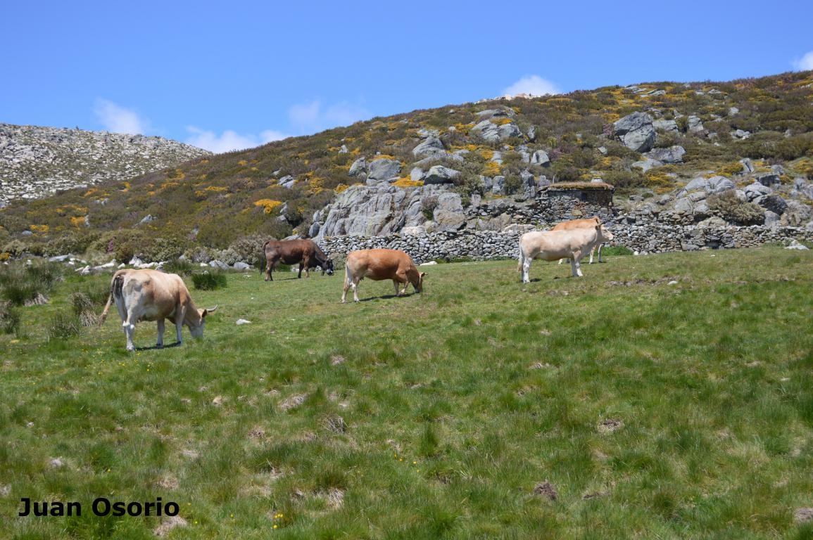 Curro da Mosenda. Manzaneda. Macizo Central. Ourense