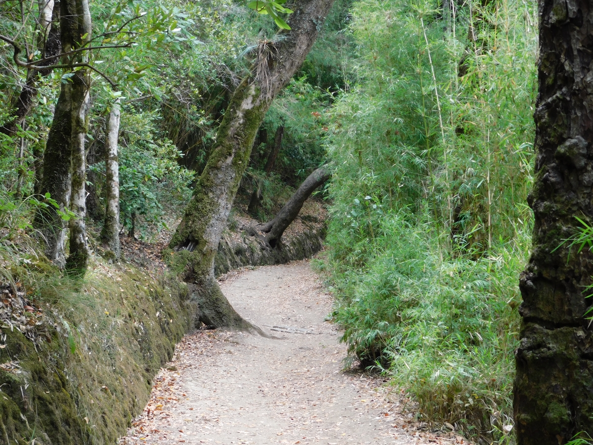 Caminos bajo la naturaleza