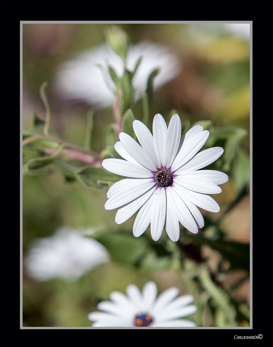 S COMO UNA FLOR, QUE DA SU FRAGANCIA INCLUSO A LA MANO QUE LA APLASTA