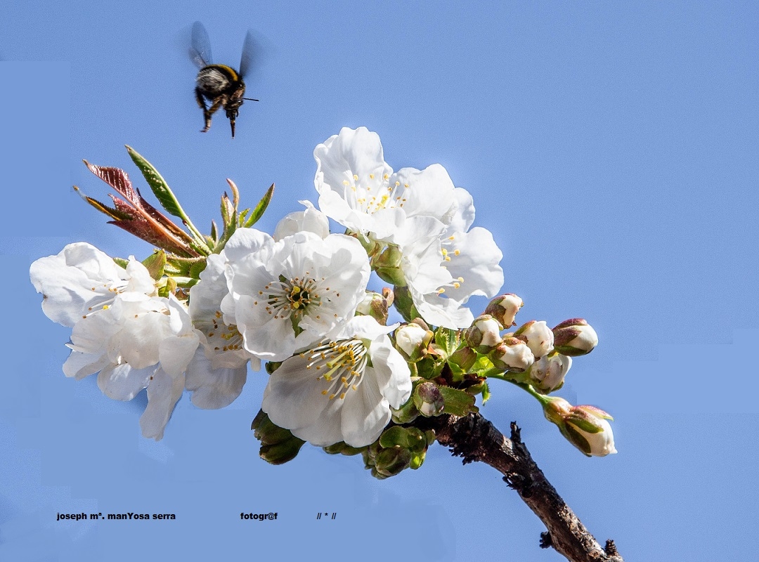 Primavera 2019 C