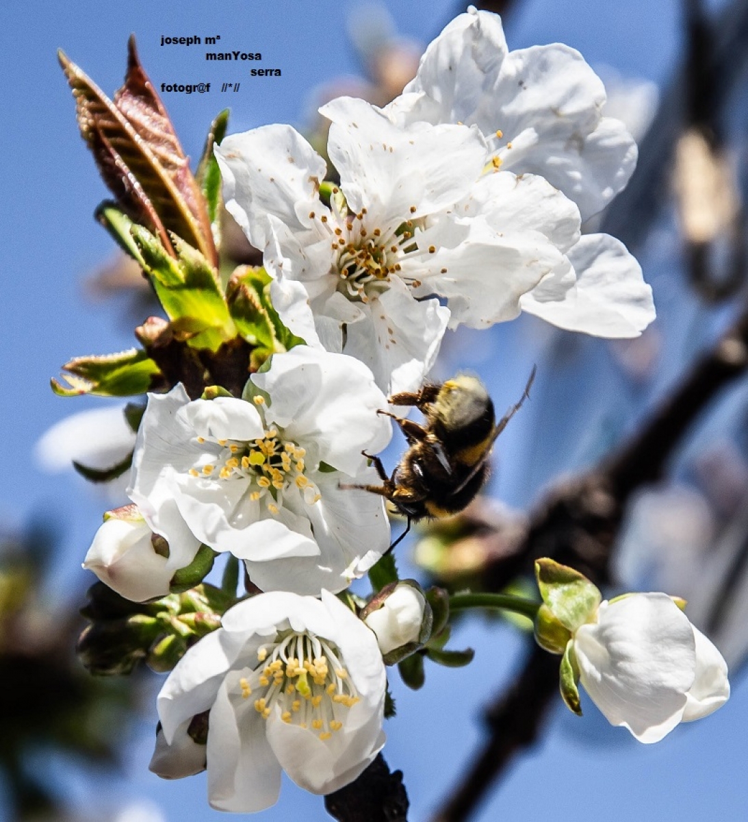 Primavera 2019 D